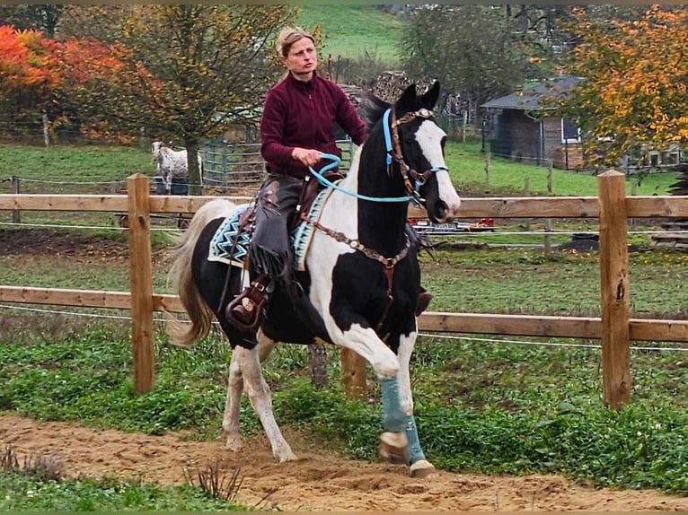 Pintos Merrie 11 Jaar 160 cm Gevlekt-paard in Linkenbach