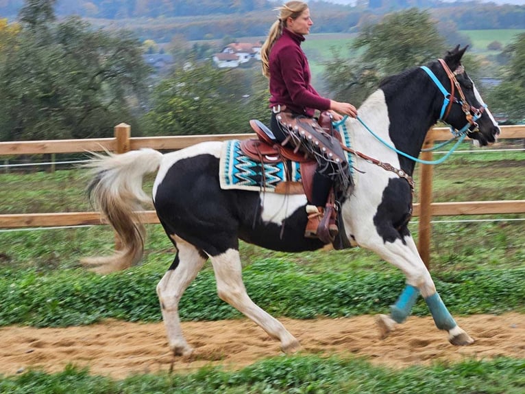 Pintos Merrie 11 Jaar 160 cm Gevlekt-paard in Linkenbach