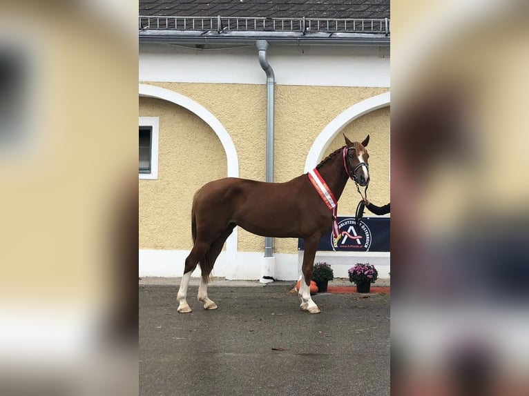 Pintos Merrie 11 Jaar 162 cm Vos in Flachau