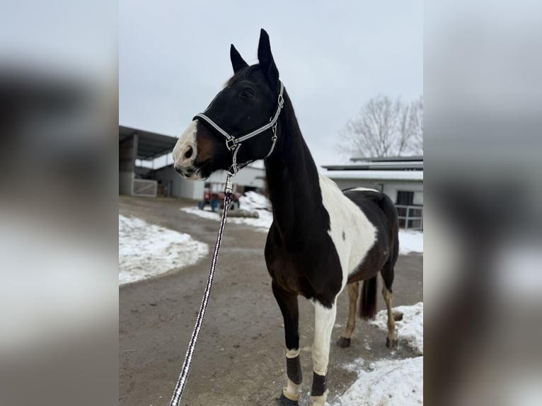 Pintos Merrie 11 Jaar 170 cm Gevlekt-paard in Bad Blumau