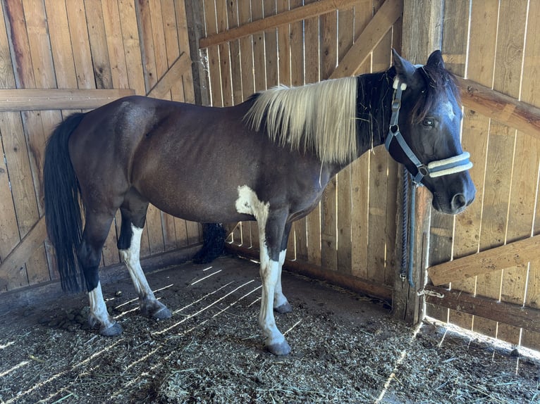 Pintos Merrie 12 Jaar 140 cm Gevlekt-paard in Alth&#xF6;flein