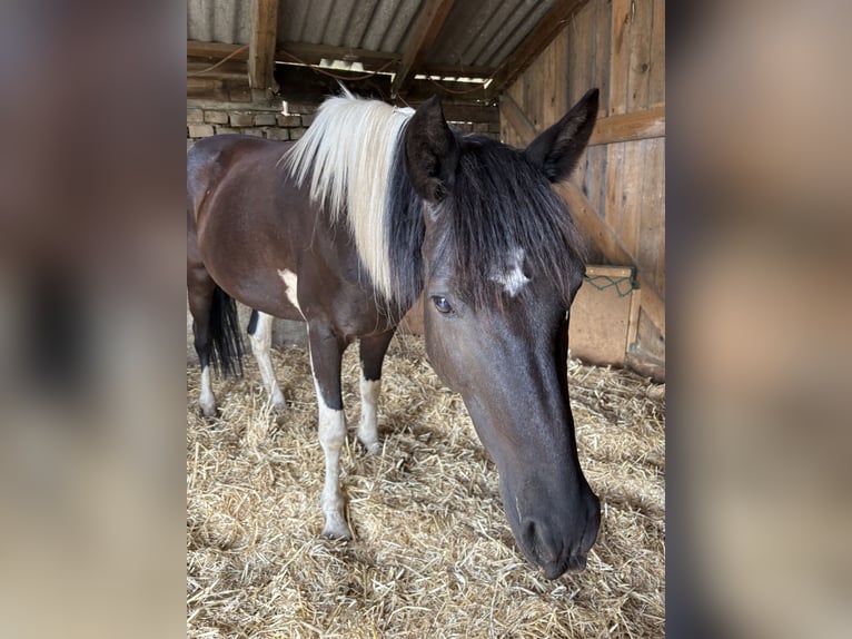 Pintos Merrie 12 Jaar 140 cm Gevlekt-paard in Alth&#xF6;flein