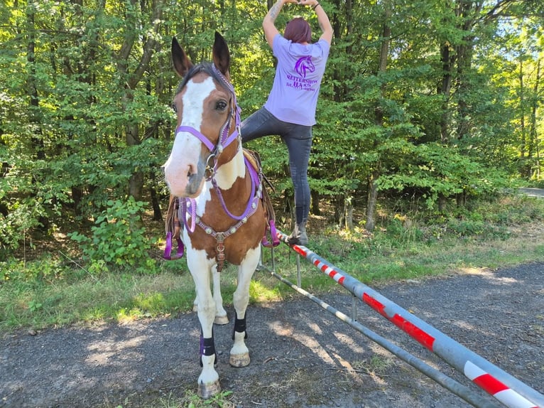 Pintos Merrie 12 Jaar 150 cm Gevlekt-paard in Linkenbach
