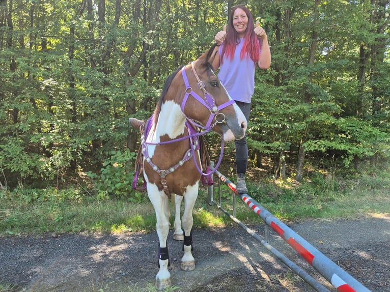 Pintos Merrie 12 Jaar 150 cm Gevlekt-paard in Linkenbach