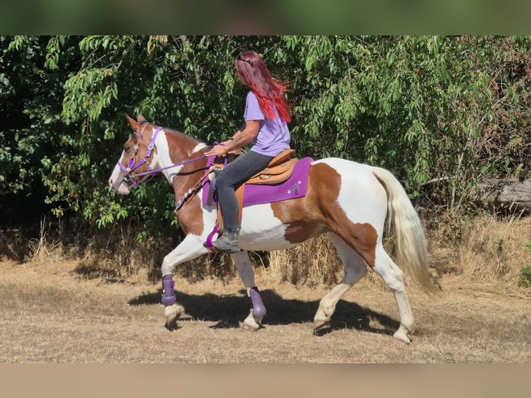 Pintos Merrie 12 Jaar 150 cm Gevlekt-paard in Linkenbach