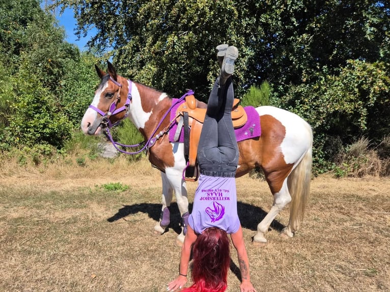 Pintos Merrie 12 Jaar 150 cm Gevlekt-paard in Linkenbach
