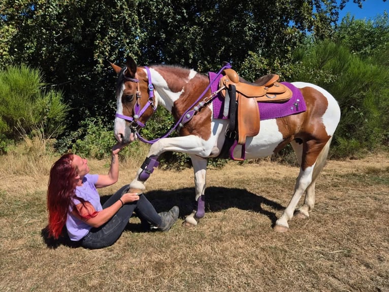 Pintos Merrie 12 Jaar 150 cm Gevlekt-paard in Linkenbach