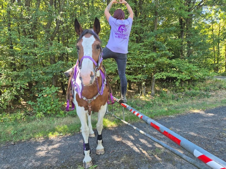 Pintos Merrie 12 Jaar 150 cm Gevlekt-paard in Linkenbach