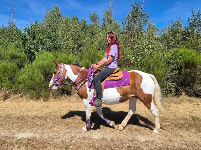 Pintos Merrie 12 Jaar 150 cm Gevlekt-paard in Linkenbach