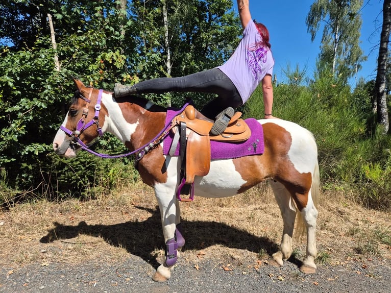 Pintos Merrie 12 Jaar 150 cm Gevlekt-paard in Linkenbach