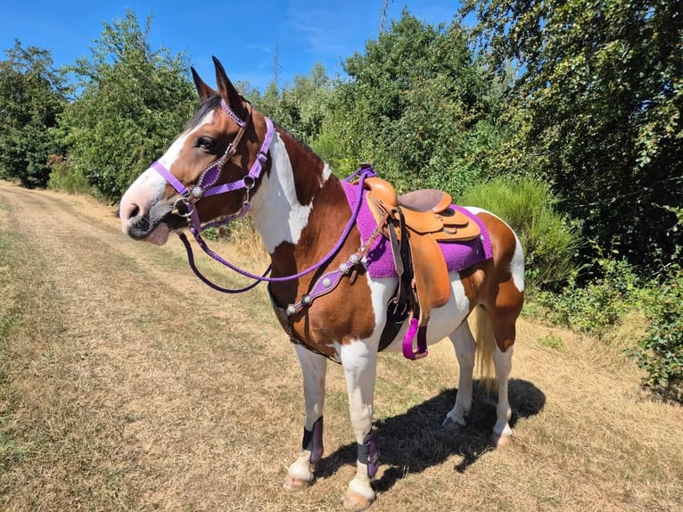 Pintos Merrie 12 Jaar 150 cm Gevlekt-paard in Linkenbach
