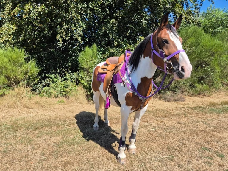 Pintos Merrie 12 Jaar 150 cm Gevlekt-paard in Linkenbach