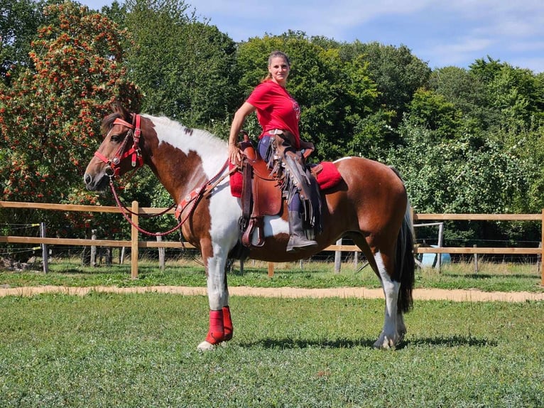 Pintos Merrie 12 Jaar 153 cm Gevlekt-paard in Linkenbach