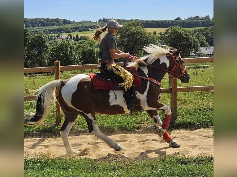 Pintos Merrie 12 Jaar 153 cm Gevlekt-paard in Linkenbach