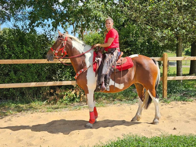 Pintos Merrie 12 Jaar 153 cm Gevlekt-paard in Linkenbach