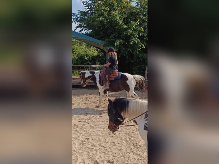 Pintos Merrie 12 Jaar 158 cm in Luckau