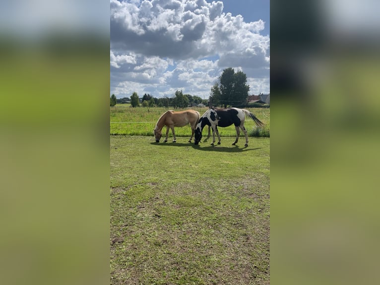 Pintos Merrie 12 Jaar 158 cm in Luckau