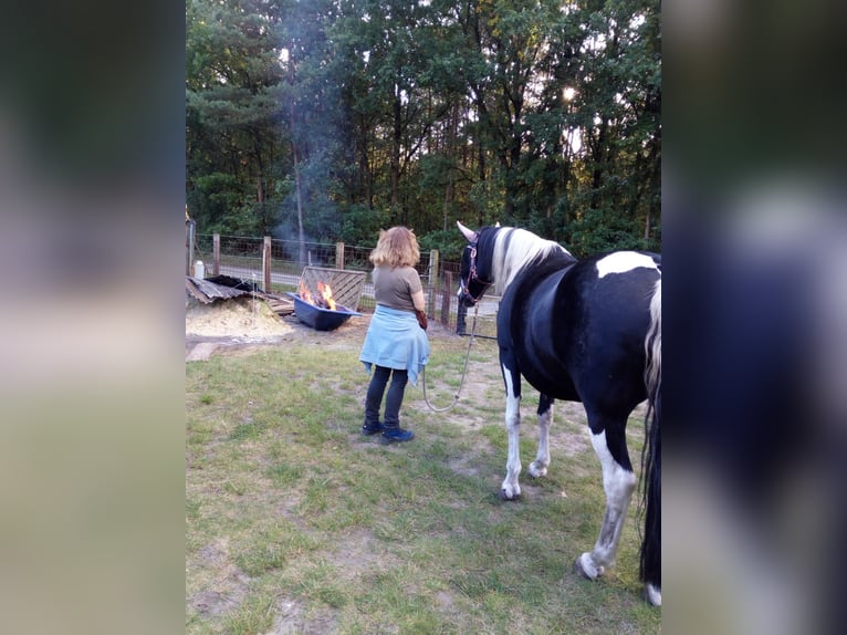 Pintos Merrie 13 Jaar 154 cm  in Wittingen