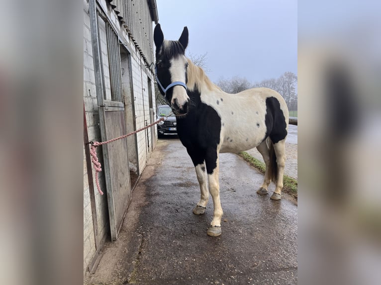 Pintos Merrie 13 Jaar 159 cm Gevlekt-paard in Hagen
