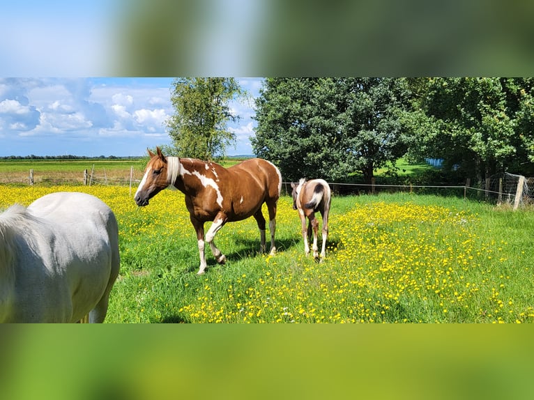 Pintos Merrie 14 Jaar 147 cm Gevlekt-paard in Gnarrenburg