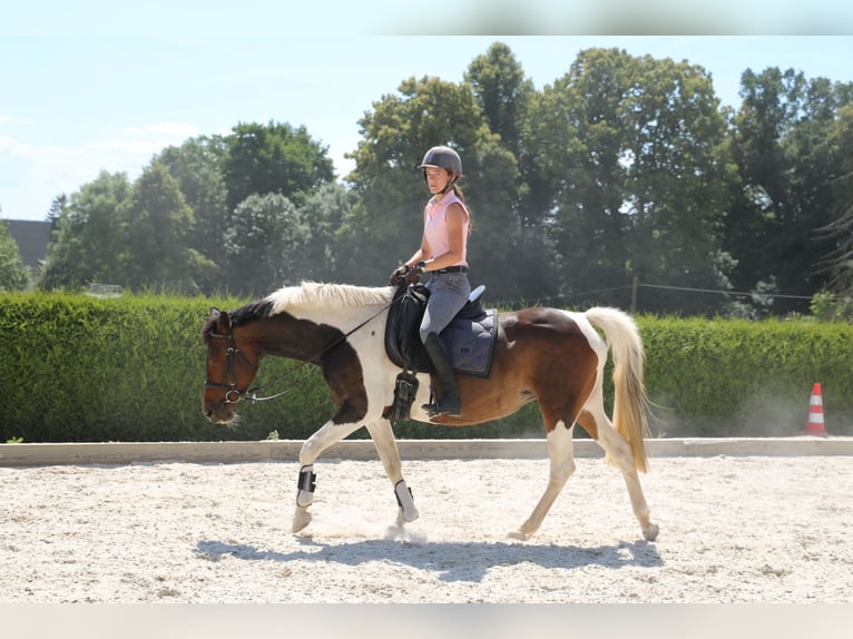 Pintos Merrie 14 Jaar 154 cm Gevlekt-paard in R&#xF6;hrsdorf