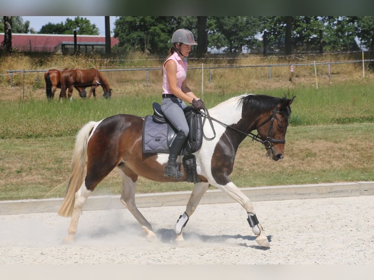 Pintos Merrie 14 Jaar 154 cm Gevlekt-paard in R&#xF6;hrsdorf