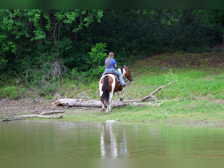 Pintos Merrie 14 Jaar Gevlekt-paard in Forney