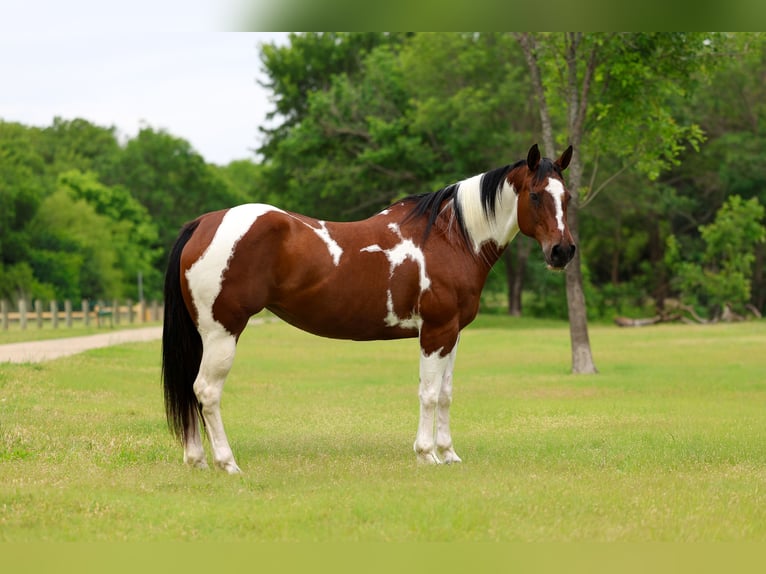 Pintos Merrie 14 Jaar Gevlekt-paard in Forney