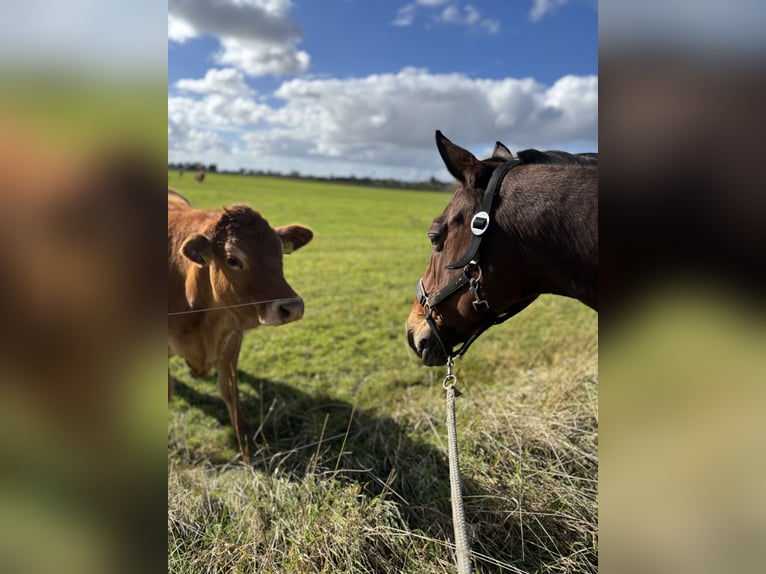 Pintos Merrie 15 Jaar 150 cm Bruin in Krummhörn