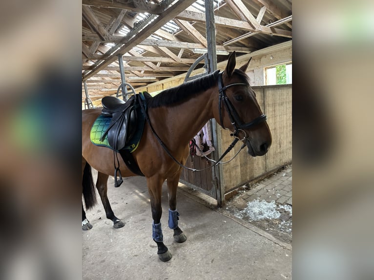 Pintos Merrie 15 Jaar 150 cm Lichtbruin in Krummhörn