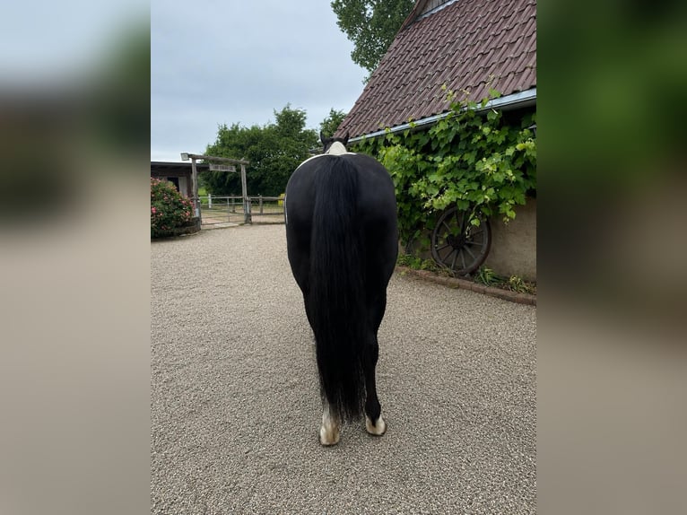 Pintos Mix Merrie 15 Jaar 153 cm Gevlekt-paard in Bad Zwesten