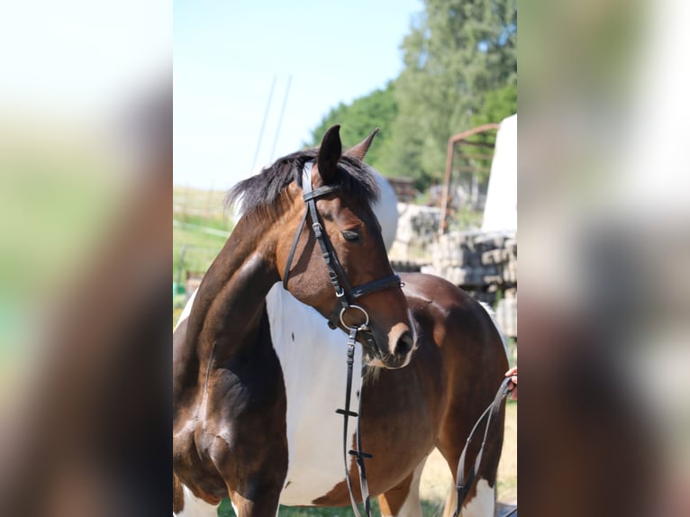 Pintos Merrie 15 Jaar 154 cm Gevlekt-paard in Röhrsdorf