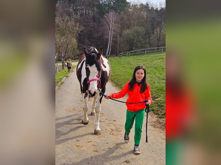 Pintos Merrie 15 Jaar 165 cm in Drosendorf Altstadt