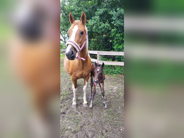 Pintos Merrie 16 Jaar 145 cm Gevlekt-paard in Holste