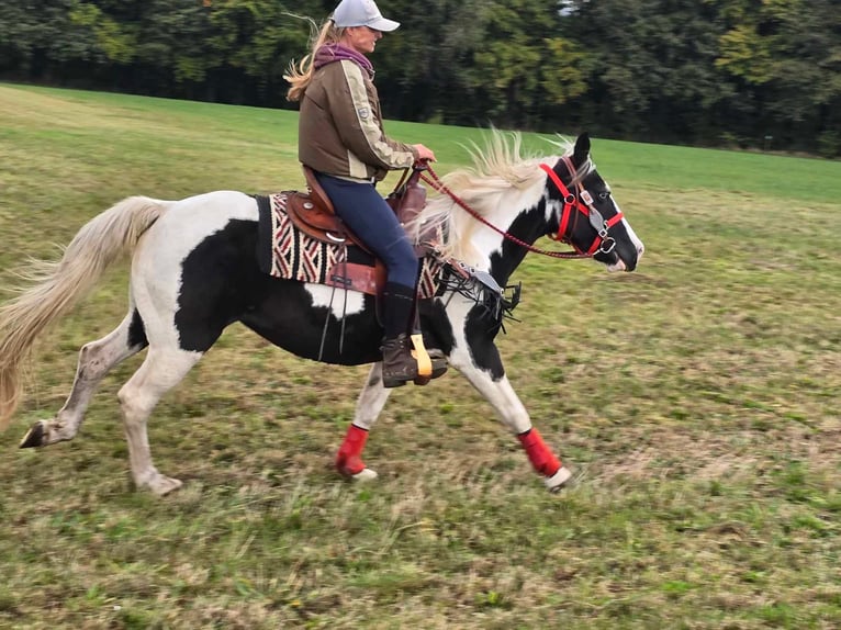 Pintos Merrie 16 Jaar 148 cm Gevlekt-paard in Linkenbach