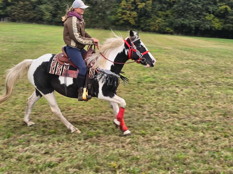 Pintos Merrie 16 Jaar 148 cm Gevlekt-paard in Linkenbach