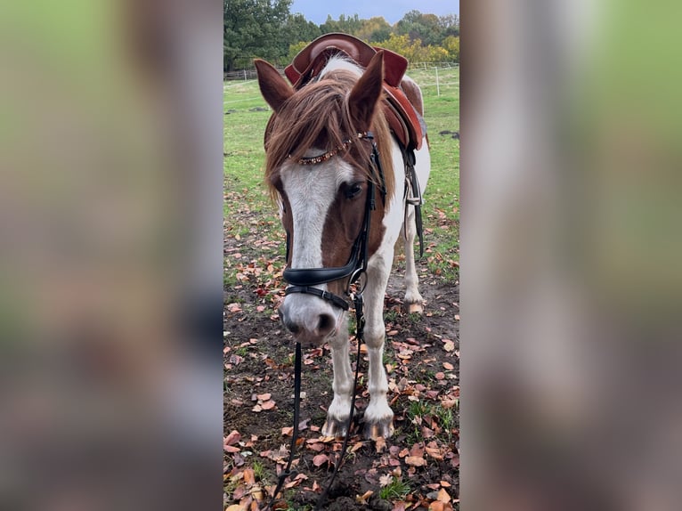 Pintos Mix Merrie 16 Jaar 150 cm Gevlekt-paard in Norderstedt