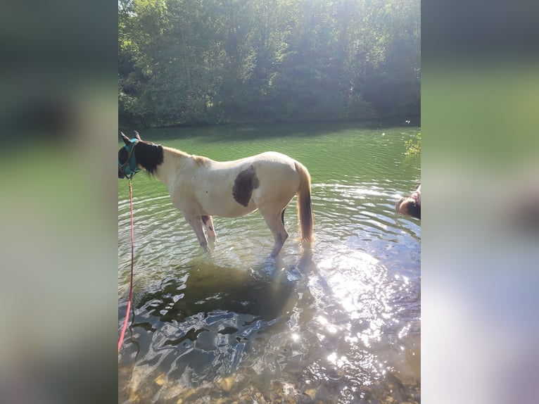 Pintos Merrie 16 Jaar 155 cm Gevlekt-paard in Lauterstein