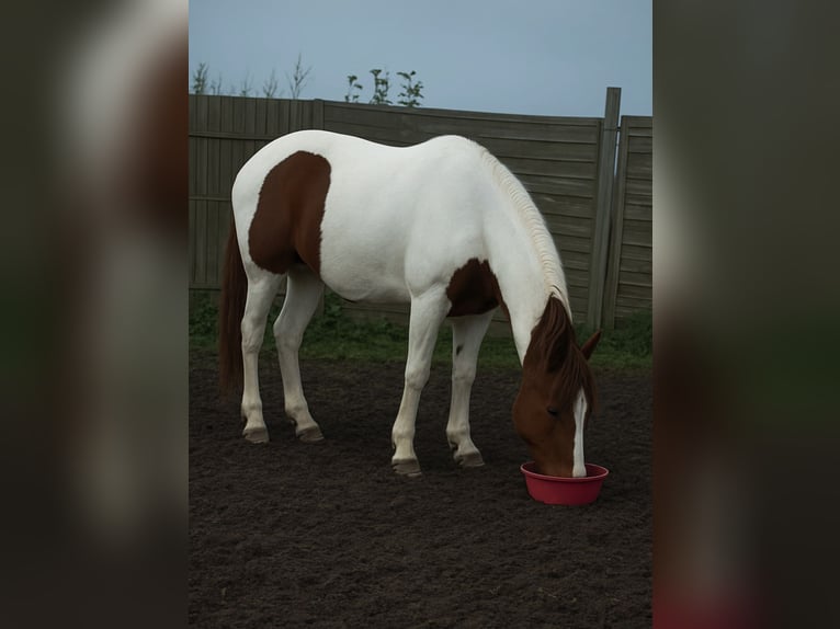 Pintos Mix Merrie 16 Jaar 155 cm Gevlekt-paard in Norderstedt