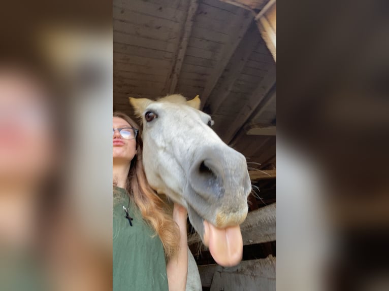 Pintos Mix Merrie 19 Jaar 152 cm Gevlekt-paard in North Branch , Minnesota