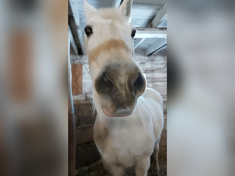 Pintos Mix Merrie 19 Jaar 152 cm Gevlekt-paard in North Branch , Minnesota