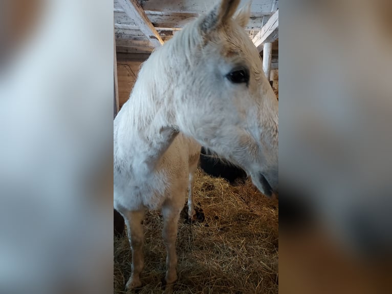 Pintos Mix Merrie 19 Jaar 152 cm Gevlekt-paard in North Branch , Minnesota