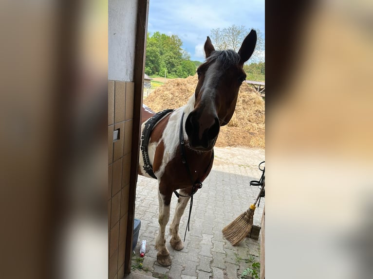 Pintos Merrie 19 Jaar 155 cm Gevlekt-paard in Pielenhofen