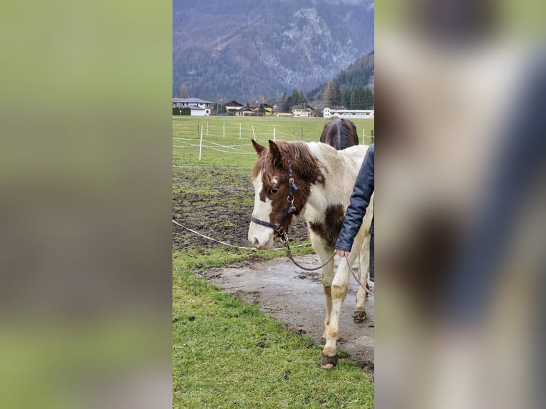 Pintos Mix Merrie 1 Jaar 120 cm Gevlekt-paard in Golling