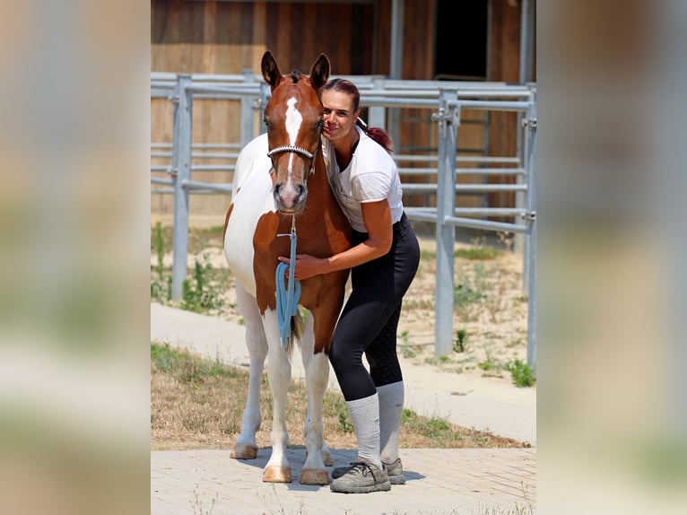 Pintos Mix Merrie 1 Jaar 132 cm Gevlekt-paard in Pér
