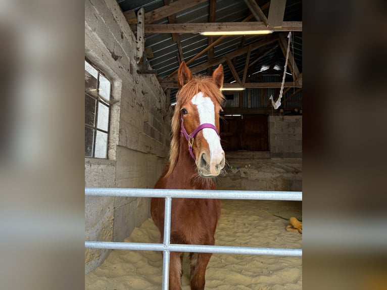 Pintos Mix Merrie 1 Jaar 135 cm Vos in Drolshagen