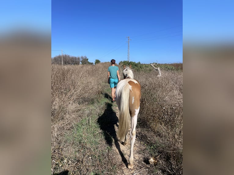 Pintos Mix Merrie 1 Jaar 140 cm Tobiano-alle-kleuren in Brindisi