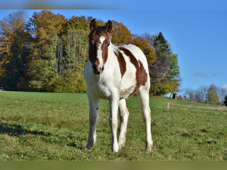 Pintos Mix Merrie 1 Jaar 150 cm Gevlekt-paard in Thalgau