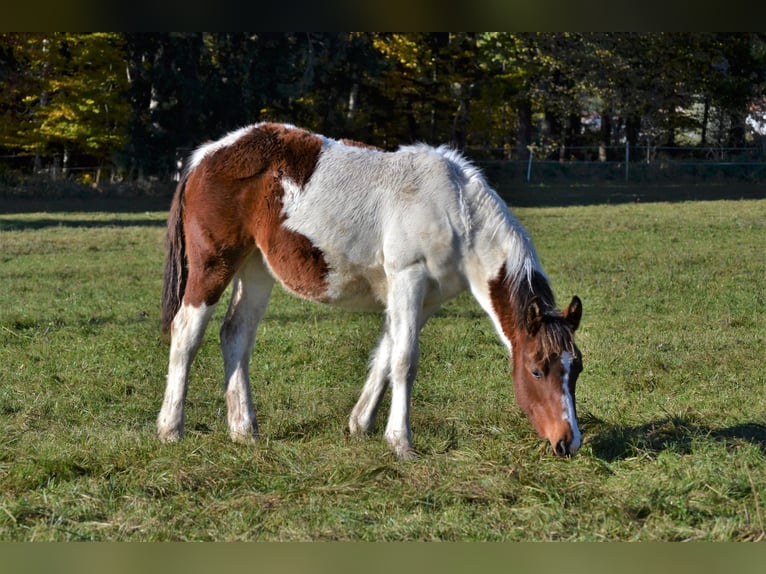 Pintos Mix Merrie 1 Jaar 150 cm Gevlekt-paard in Thalgau