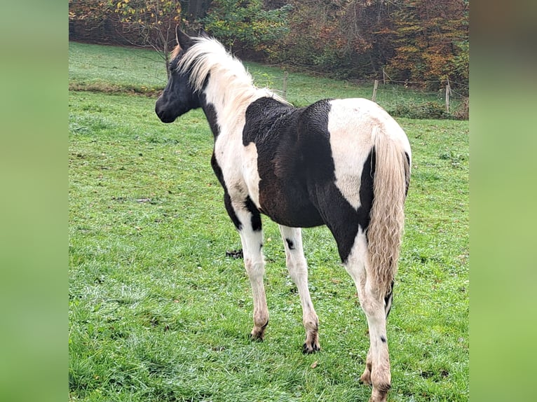 Pintos Merrie 1 Jaar 152 cm Gevlekt-paard in Eichenzell